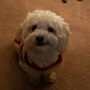 Meet your Posher, Lauri